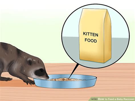 3 Ways to Feed a Baby Raccoon - wikiHow