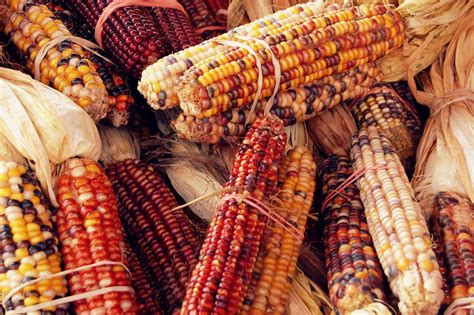 Autumn | Corn maize, Native american food, American corn