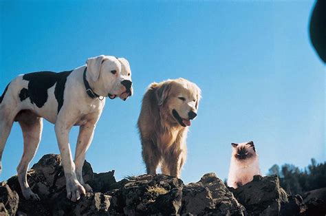 Homeward Bound: The Incredible Journey - Movie Review - The Austin Chronicle