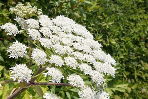 What is large hogweed? Woman left ‘scarred for all times’ by Britain’s ...