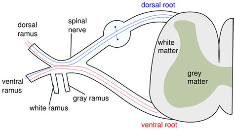 Lower motor neuron lesion, causes, signs & symptoms