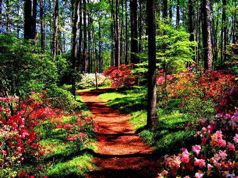 Forest In Spring Wallpaper | Garden in the woods, Callaway gardens, Beautiful gardens