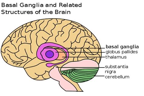 Learning How The Brain Controls Movement - Neuroscience News