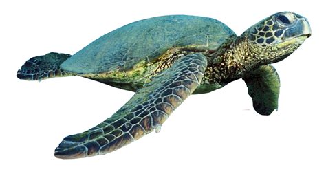 Turtle PNG Transparent Turtle.PNG Images. | PlusPNG