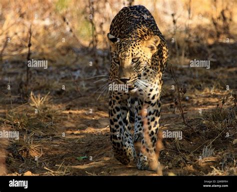 Leopards of Sri Lanka Stock Photo - Alamy