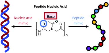 Peptide nucleic acids harness dual information codes in a single molecule - Chemical ...