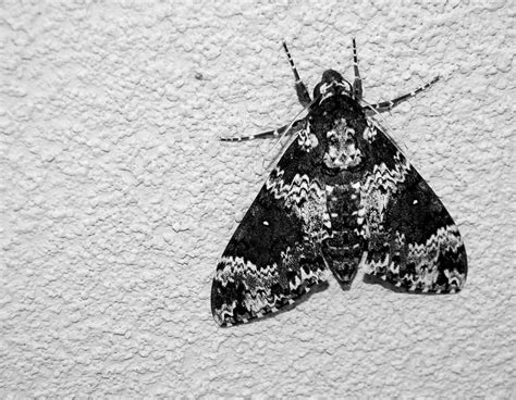 Black and White Moth Photograph by Warren Thompson - Fine Art America