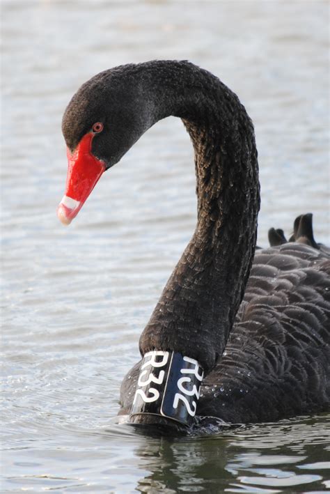 Brave black swans take to the city – is it in their genes? - BMC Series ...