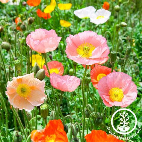 Iceland Poppy | Champagne Bubbles Mix | True Leaf Market Seed Company | Poppy flower seeds ...