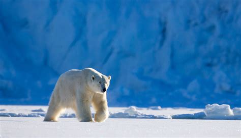 Gallery - Arctic Wildlife Tours