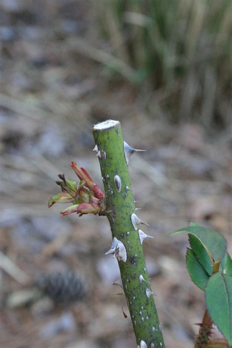 Winter Pruning Tips for Knock Out® Roses