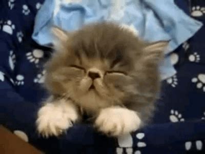 Pin by Kelly Hoard on Funny & Cute Animals :-) | Sleeping kitten ...