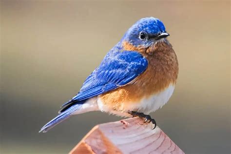 Eastern Bluebird - Bird Feeder Hub