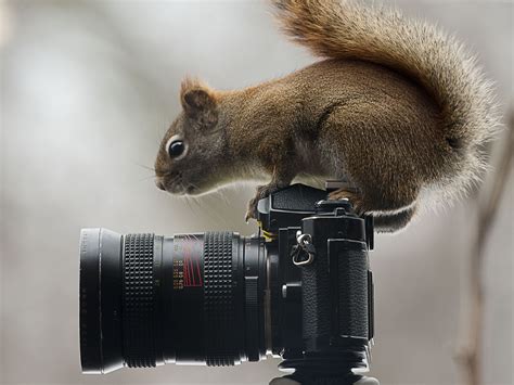 nature, Photography, Squirrel, Camera, Animals, Moss, Reflex Wallpapers HD / Desktop and Mobile ...