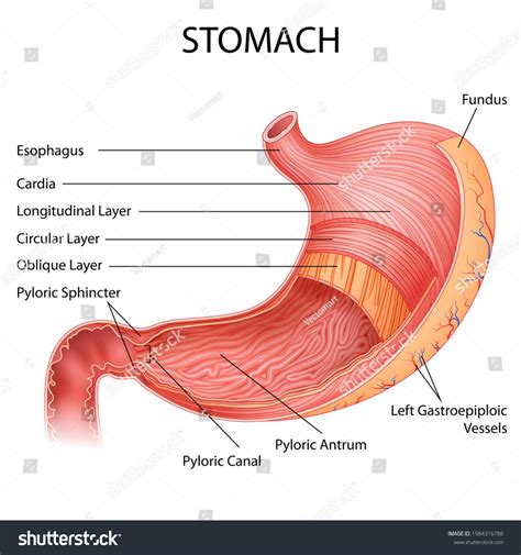 Share more than 74 stomach diagram sketch - seven.edu.vn