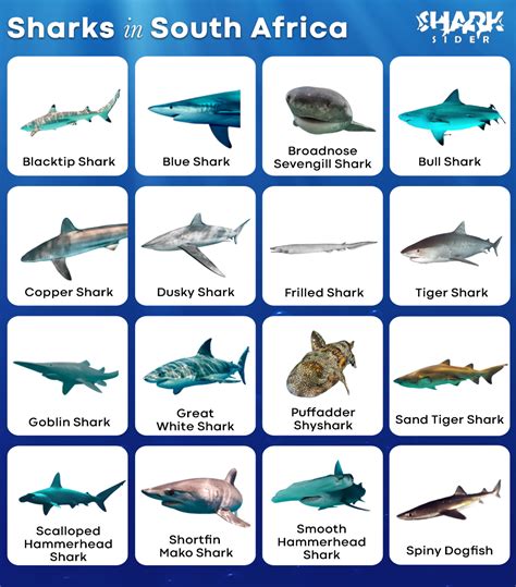 List of Sharks in South Africa with Pictures