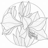 Amaryllis FlowerColoring Book Antistress For Children And Adults Stock  sketch template