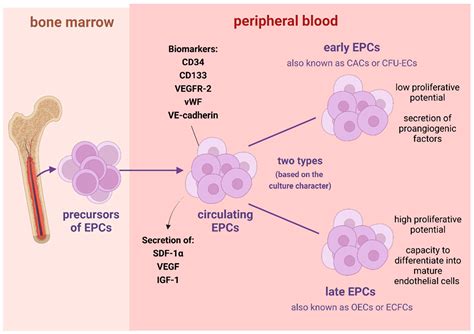 Biomedicines | Free Full-Text | Endothelial Progenitor Cells in Neurovascular Disorders—A ...