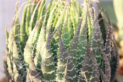 Thorny Plant Cactus : Public Domain Pictures