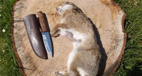 How to skin and butcher a rabbit - Wildway Bushcraft