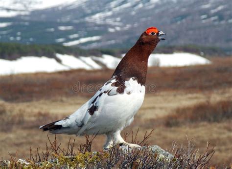 The Wildlife of Kamchatka. Kamchatka Mountains. Kamchatka Peninsula ...