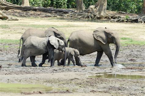 Africa's forest elephant population will take nearly a century to ...