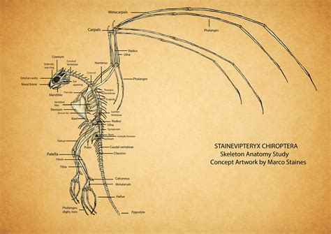 markstaineart - Creature Creation 1: Chiroptera