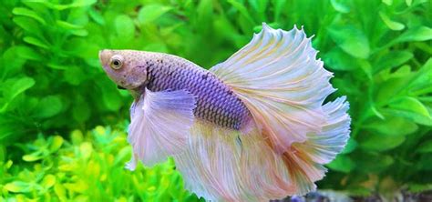 Keeping a Better Betta Fish Aquarium | Tropical Fish Hobbyist Magazine