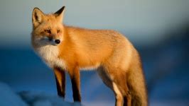 Fox Portrait Free Stock Photo - Public Domain Pictures