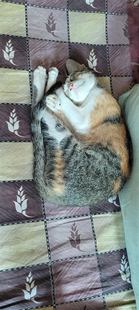 Calico cat for adoption : r/Adoptioncatmumbai