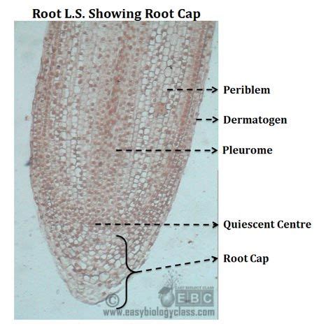 Structure of Root Cap | Root, Photosynthesis, Botany