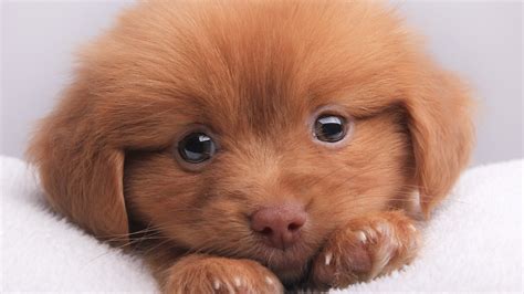 puppies dog Wallpapers HD / Desktop and Mobile Backgrounds