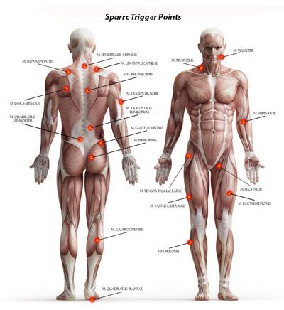 Myofascial Trigger Point Release workshop Coimbatore