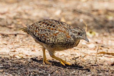 Button-Quail Images – Browse 344 Stock Photos, Vectors, and Video | Adobe Stock