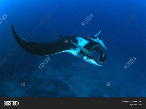 Oceanic Manta Ray Image & Photo (Free Trial) | Bigstock