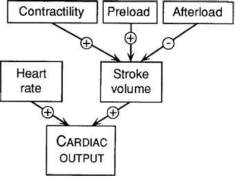 Cardiac Output