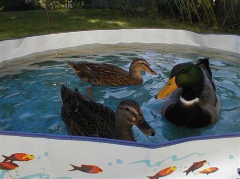 Tips to keep and care for Pet Ducks