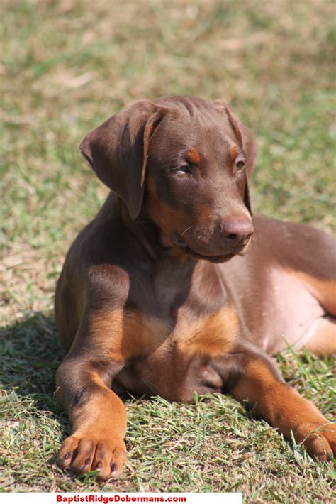 Training a Doberman: Tips on Training a Doberman Puppy