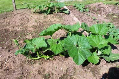 How to Grow Pumpkins. Growing varieties of pumpkin plants from seeds. The Gardener's Network.