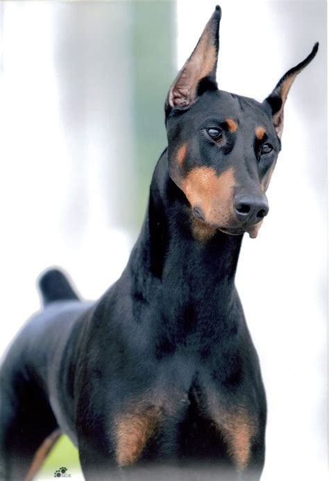 See more about Health problems in Doberman Pinscher . | My next pet | Dogs, Protective dog ...