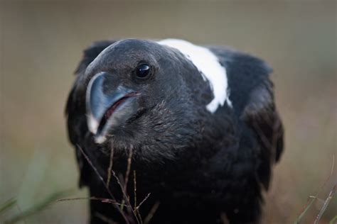 The Ruins of the Moment: White-necked raven, Nyika plateau, Malawi — Photos by Pete McGregor