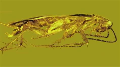 Oregon State researcher discovers new cockroach species | kgw.com