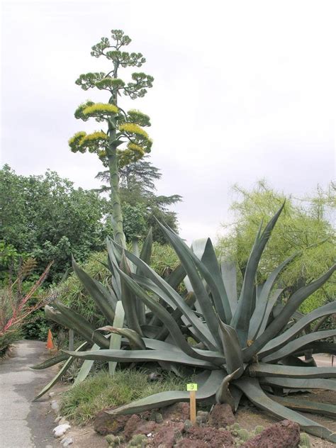 PlantFiles Pictures: Agave Species, Giant Agave, Century Plant, Maguey (Agave mapisaga) by palmbob