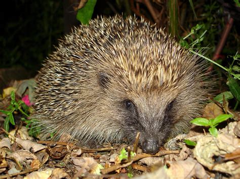 File:Tygertyger hedgehog.jpg - Wikipedia