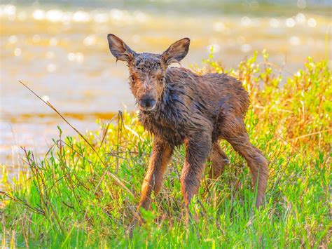 Spot a baby moose or fawn? Colorado wildlife officials say to leave them alone