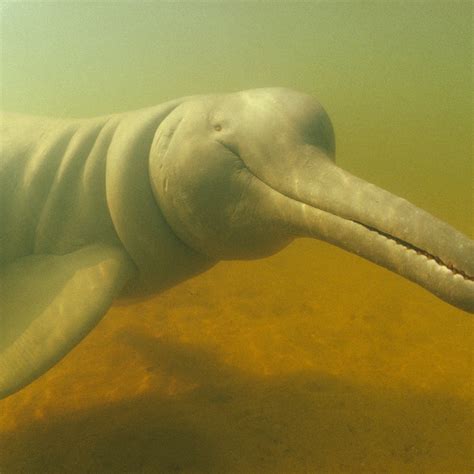 Amazon River Dolphin (Boto) Facts