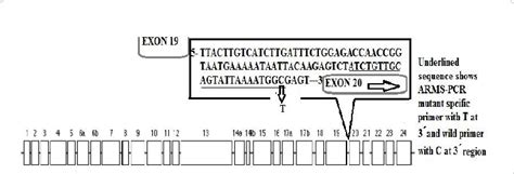 Structure of CFTR gene showing location of mutant specific and wild... | Download Scientific Diagram