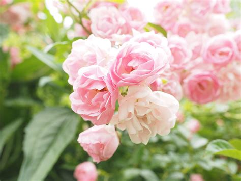 15 Types of Roses to Consider for Your Garden