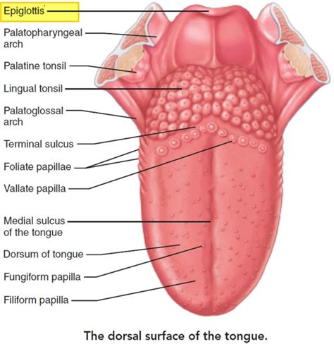 Epiglottis anatomy, location, function and epiglottis infection