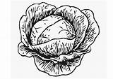 Coloring Page cabbage  Free Printables Img 12898 sketch template